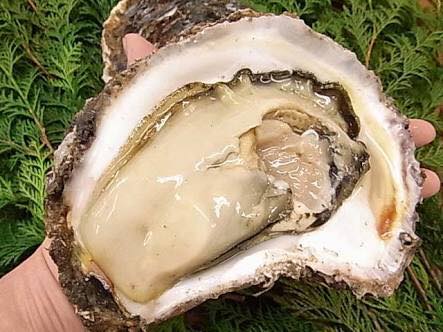 徳島産天然岩牡蠣