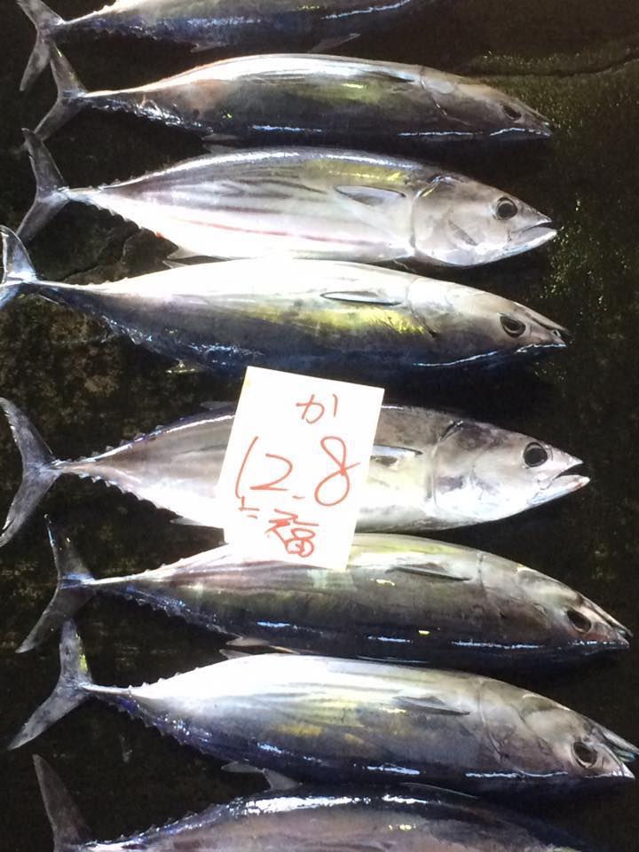 もち鰹