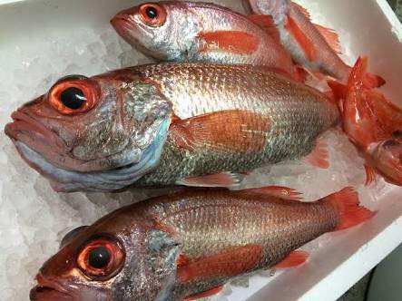 魚魯魚魯　赤むつ