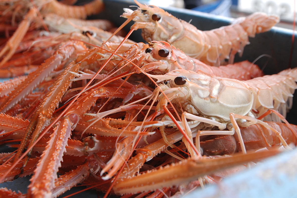 魚魯魚魯 旬の食材 アカザエビ