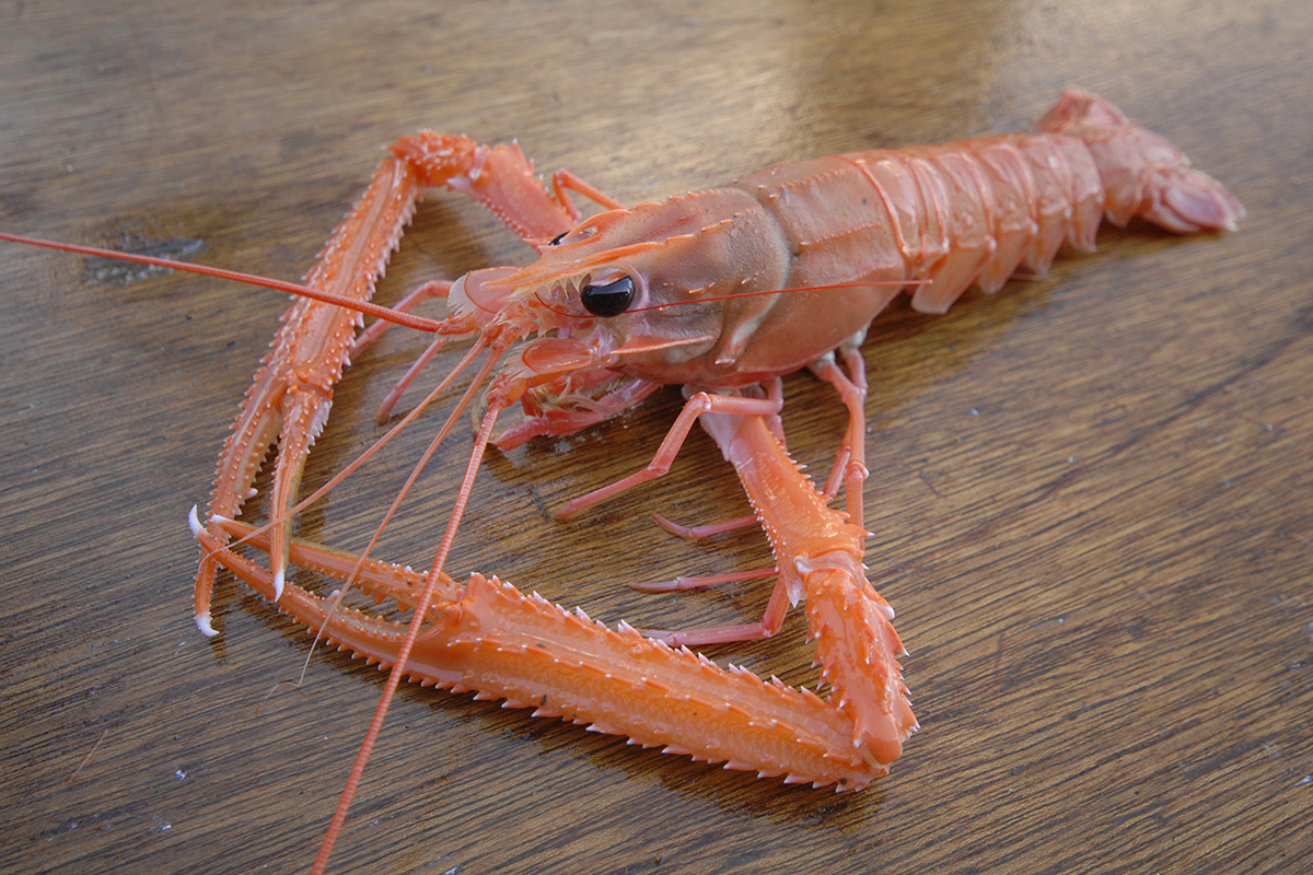 魚魯魚魯 旬の食材 アカザエビ
