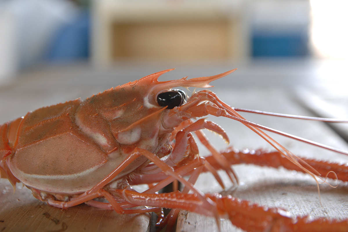 魚魯魚魯 旬の食材 アカザエビ ギャング顔