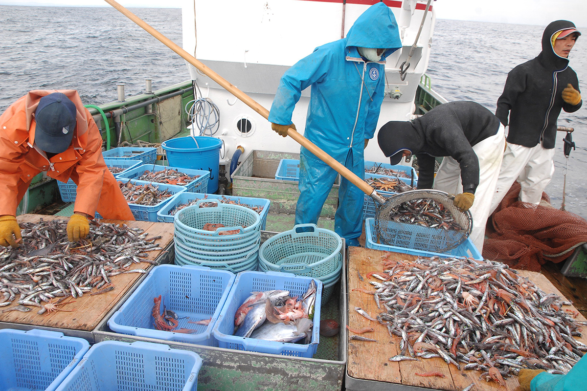 魚魯魚魯 旬の食材 アカザエビ 船上での仕分け