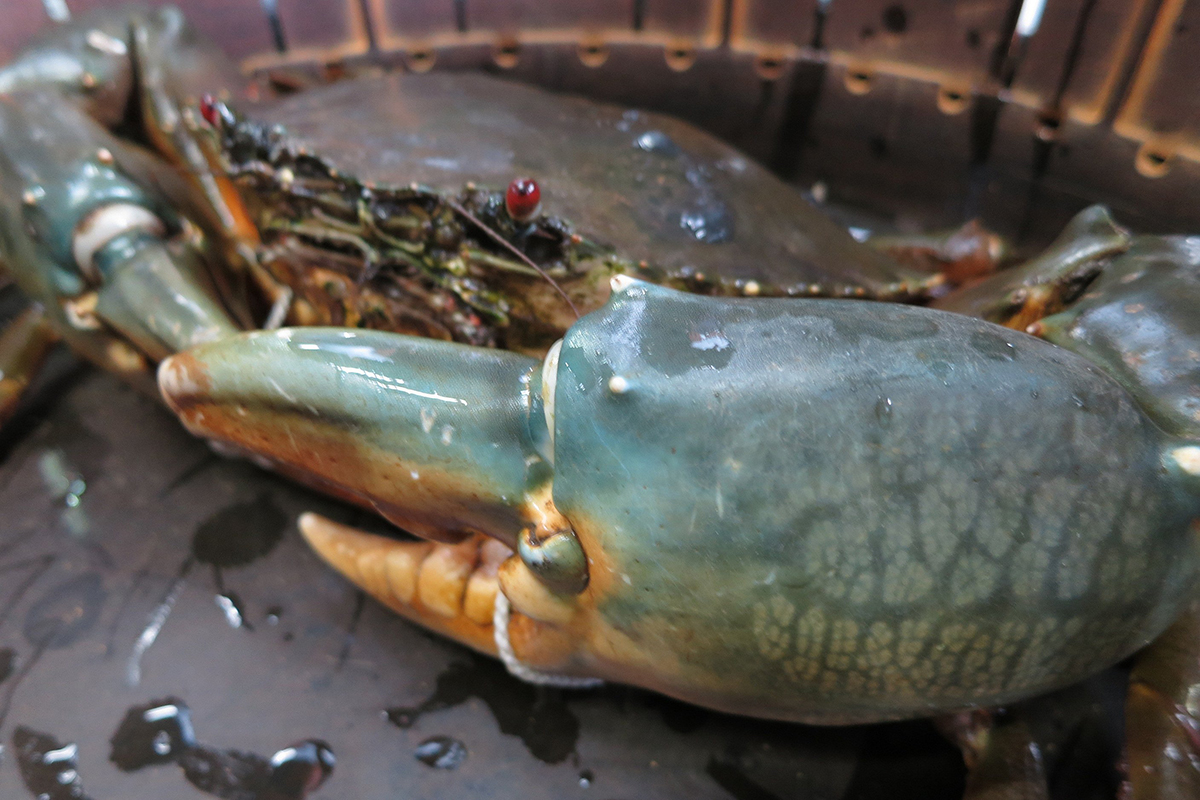 魚魯魚魯 旬の食材 ドウマンガニ 大きな爪