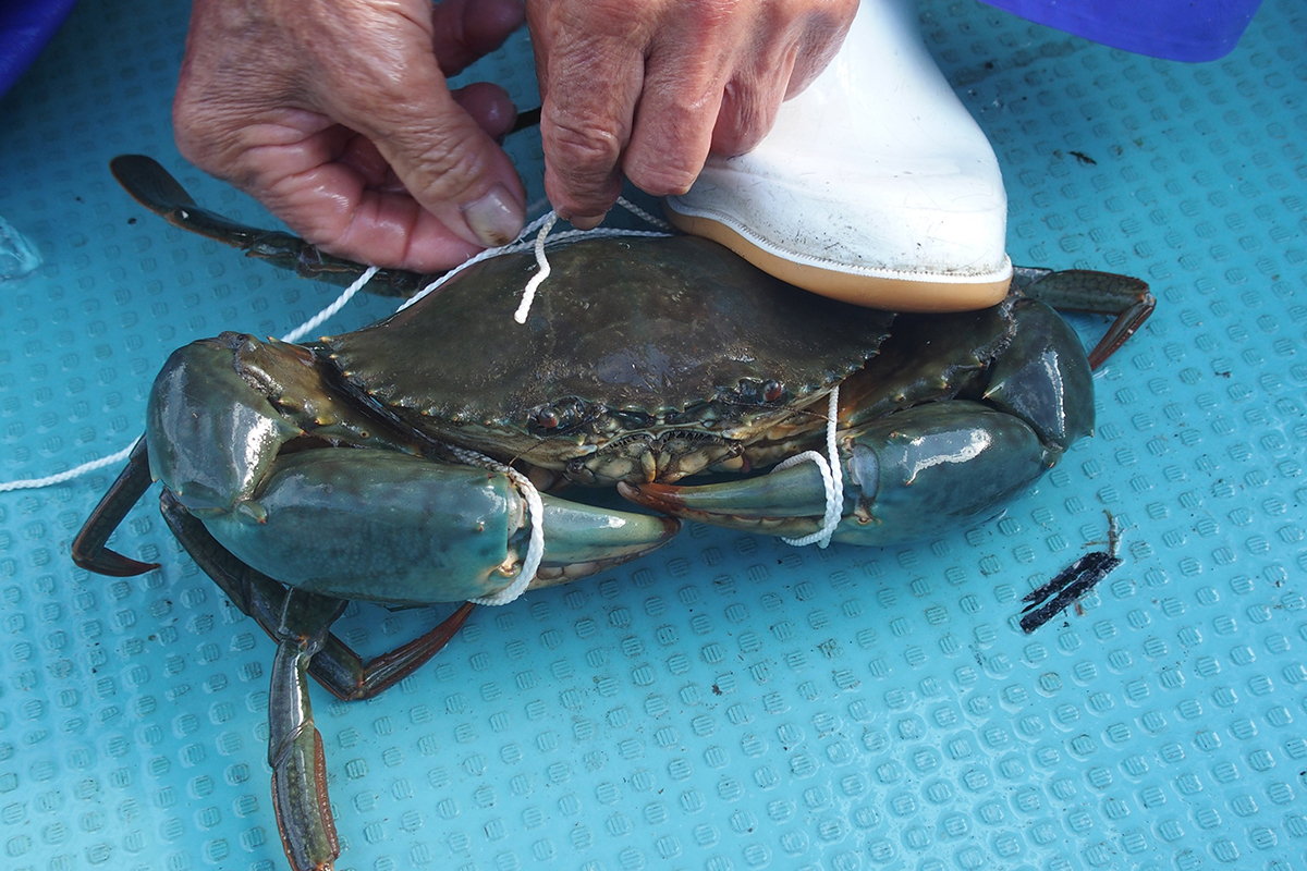 魚魯魚魯 旬の食材 ドウマンガニ ドウマン縛り