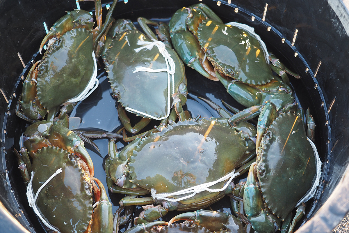 魚魯魚魯 旬の食材 ドウマンガニ