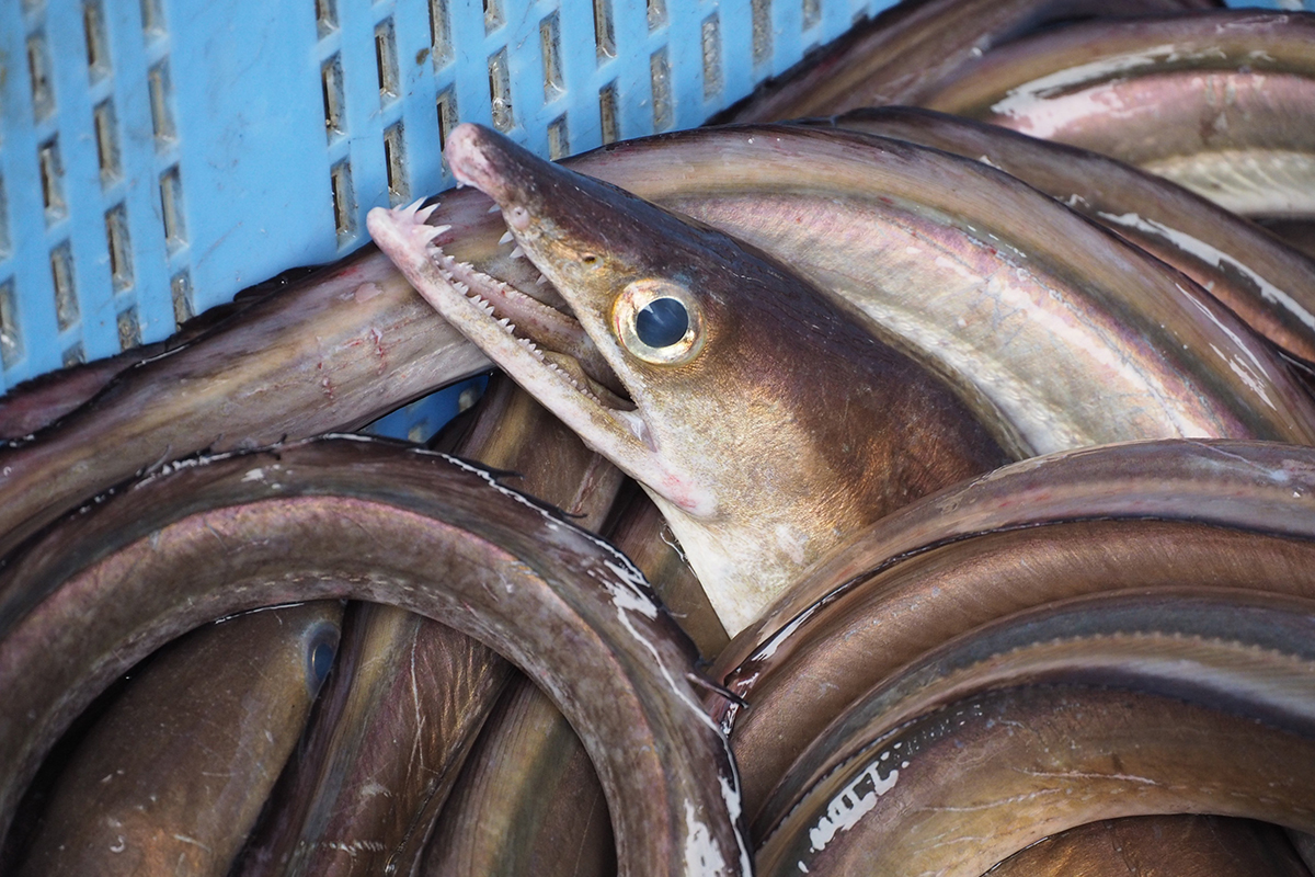 魚魯魚魯 旬の食材 鱧