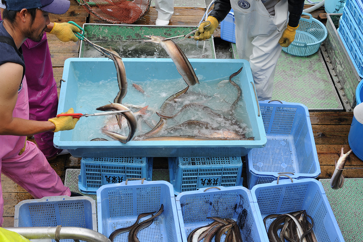 魚魯魚魯 旬の食材 鱧 ハモ漁