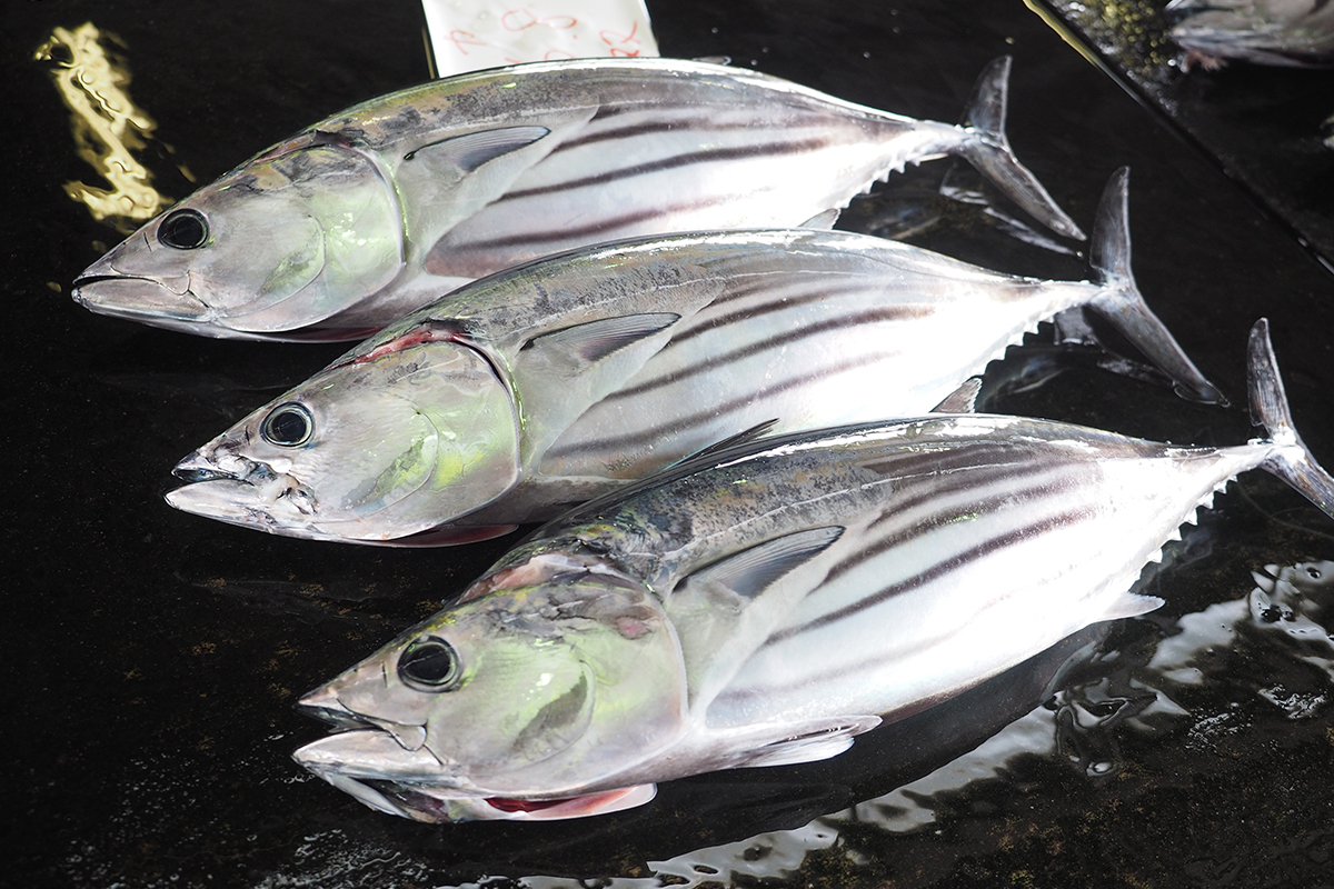 魚魯魚魯 旬の食材 もち鰹