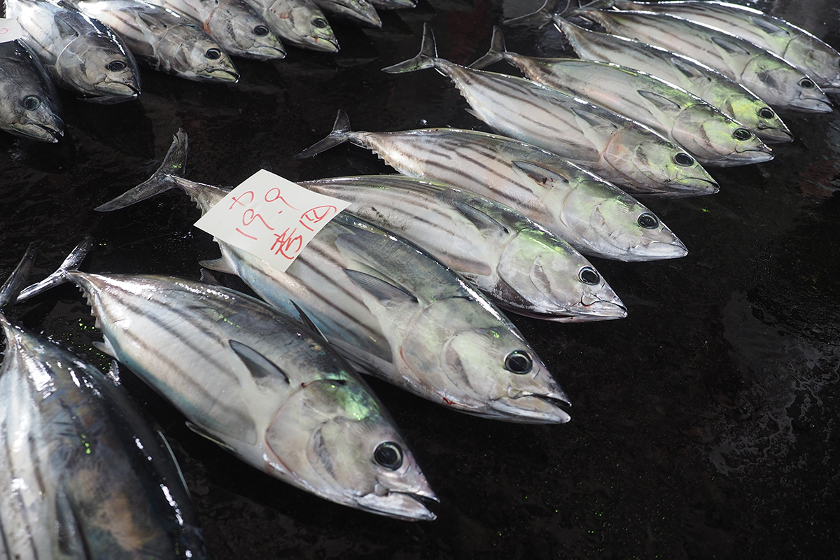魚魯魚魯 旬の食材 舞阪もちかつを もち鰹