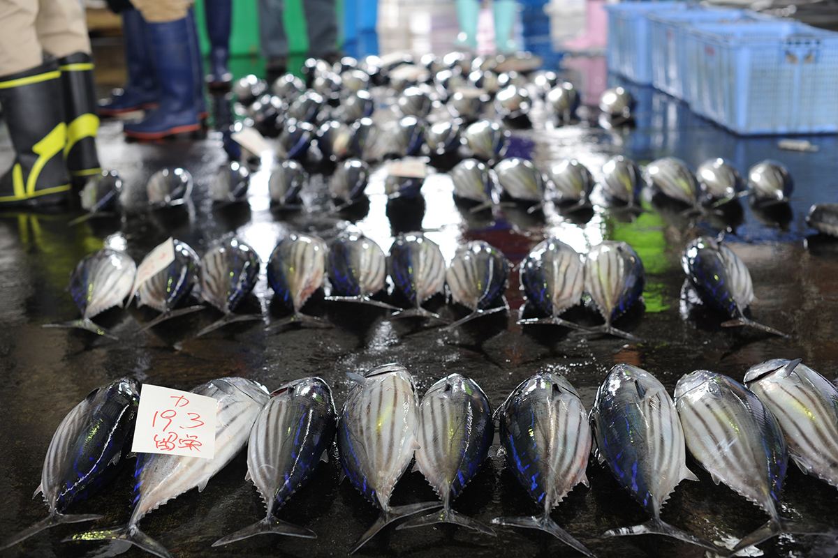魚魯魚魯 旬の食材 舞阪もちかつを もち鰹