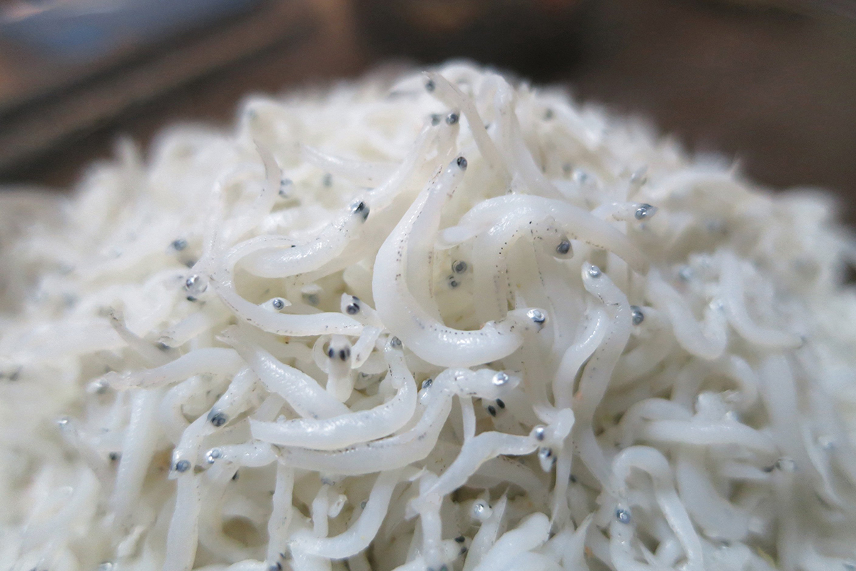 魚魯魚魯 旬の食材 遠州灘 生しらす漁