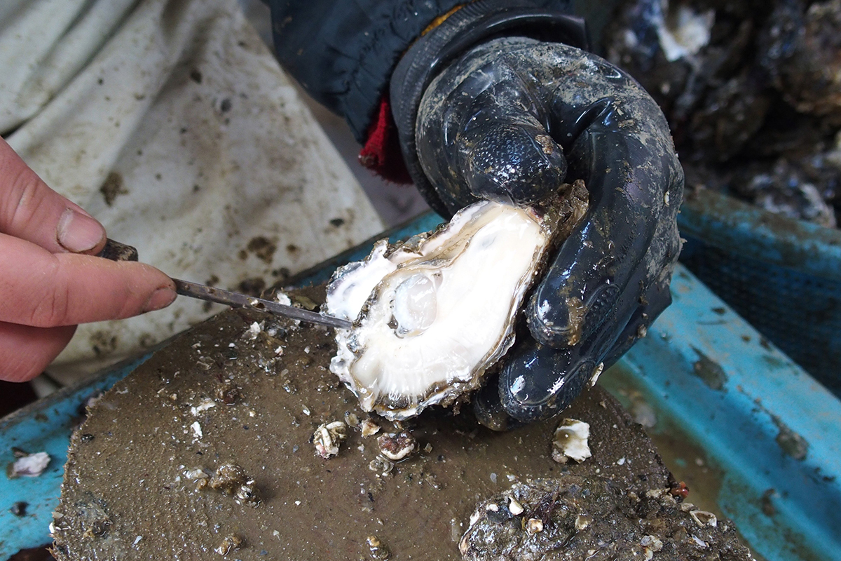 魚魯魚魯 旬の食材 牡蠣 手剥き