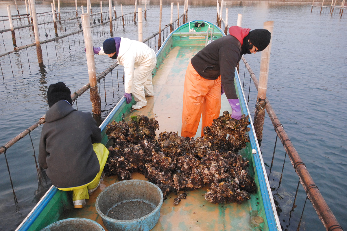 魚魯魚魯 旬の食材 牡蠣 水揚げ