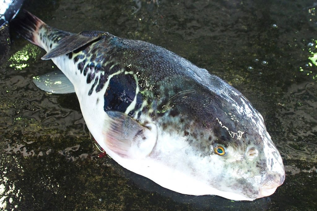 魚魯魚魯 旬の食材 とらふぐ