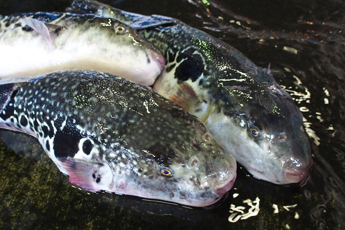 魚魯魚魯 旬の食材 とらふぐ 和紋