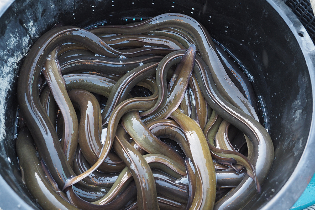 魚魯魚魯 旬の食材 鰻