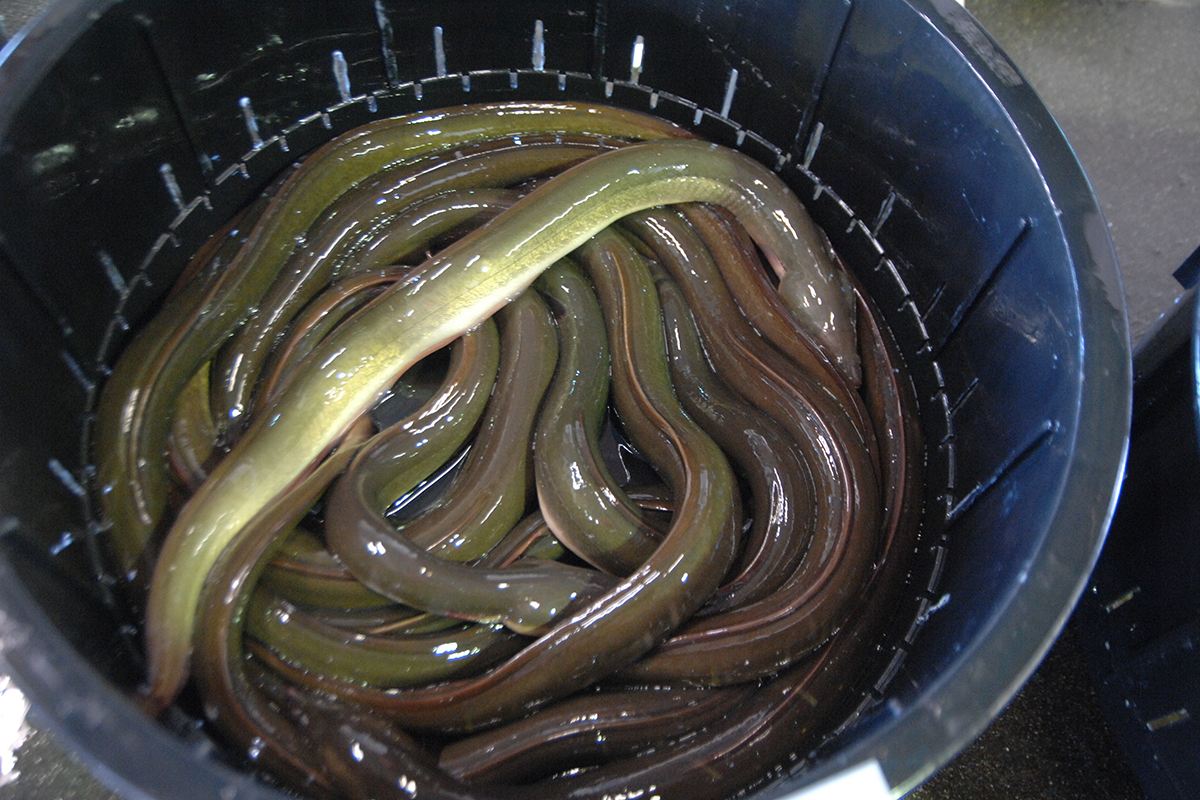 魚魯魚魯 旬の食材 天然うなぎ