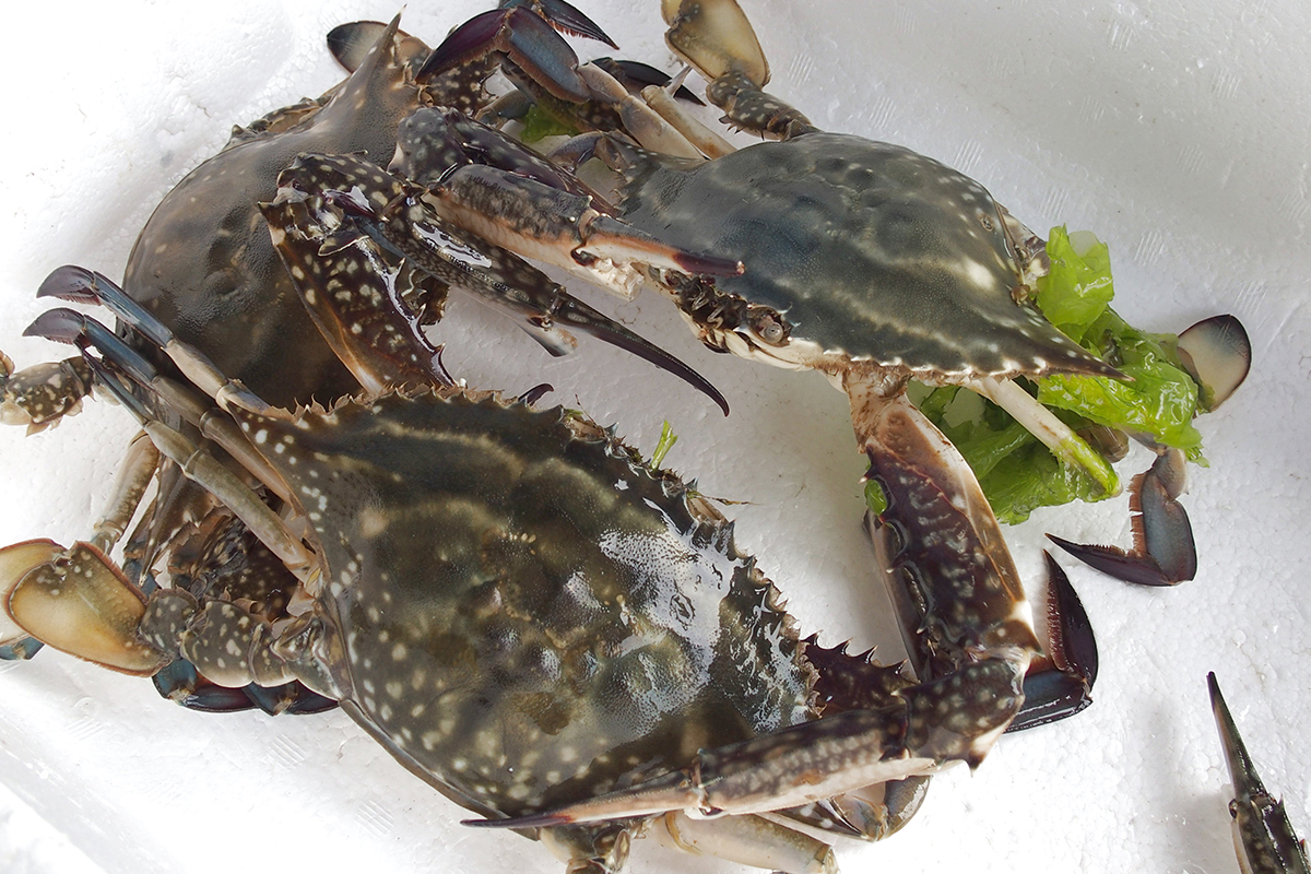 魚魯魚魯 旬の食材 ワタリガニ