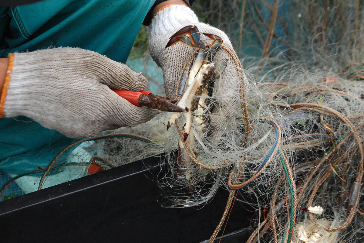 魚魯魚魯 旬の食材 ワタリガニ 爪切り