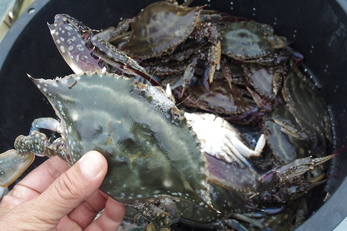 魚魯魚魯 旬の食材 ワタリガニ