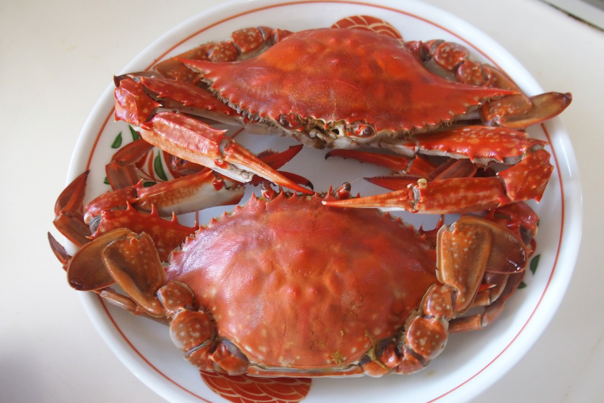 魚魯魚魯 旬の食材 ワタリガニ 茹で蟹