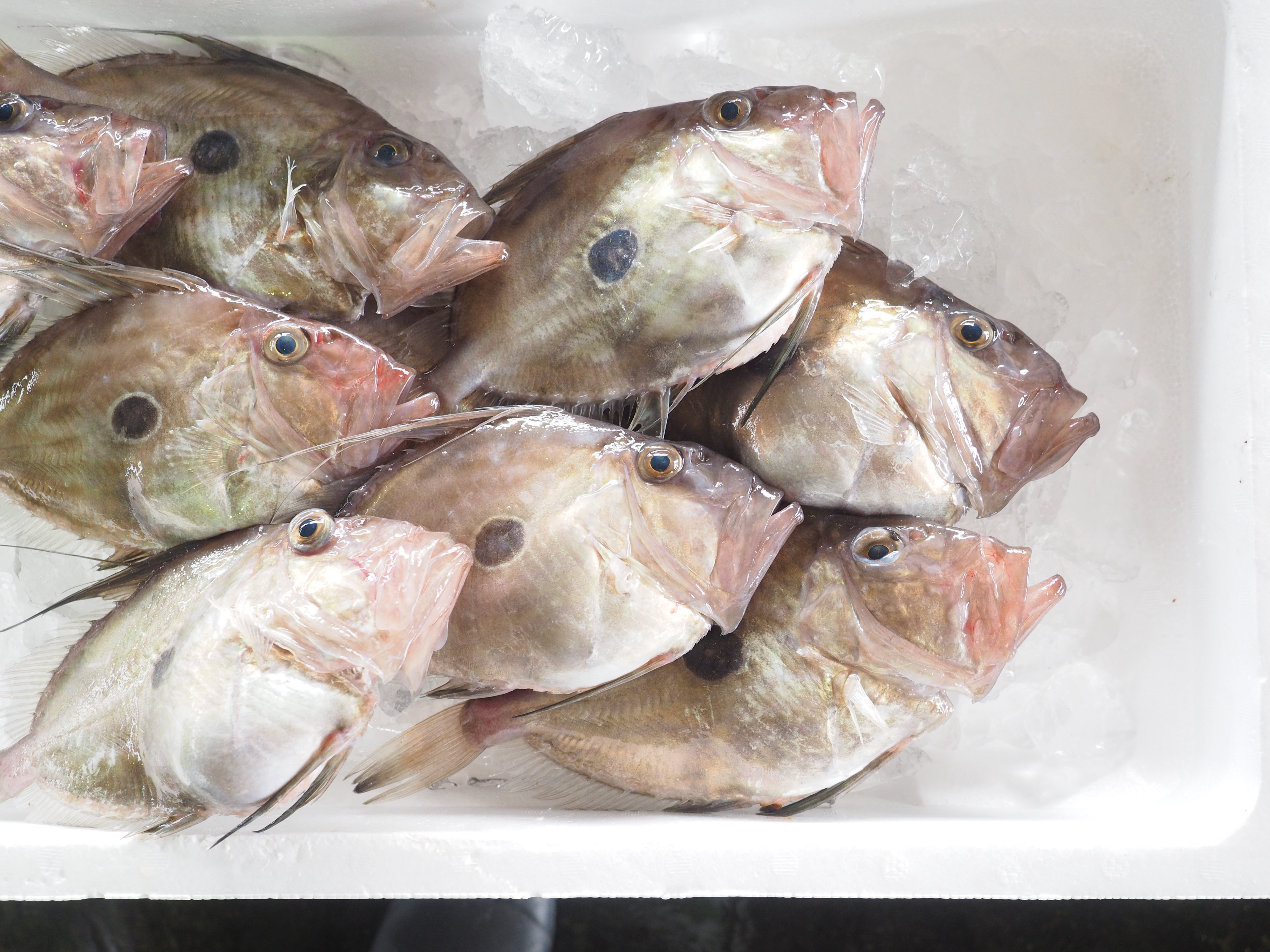 魚魯魚魯 旬の食材 マトウダイ