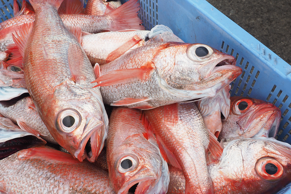 魚魯魚魯 旬の食材 アカムツ（ノドグロ）