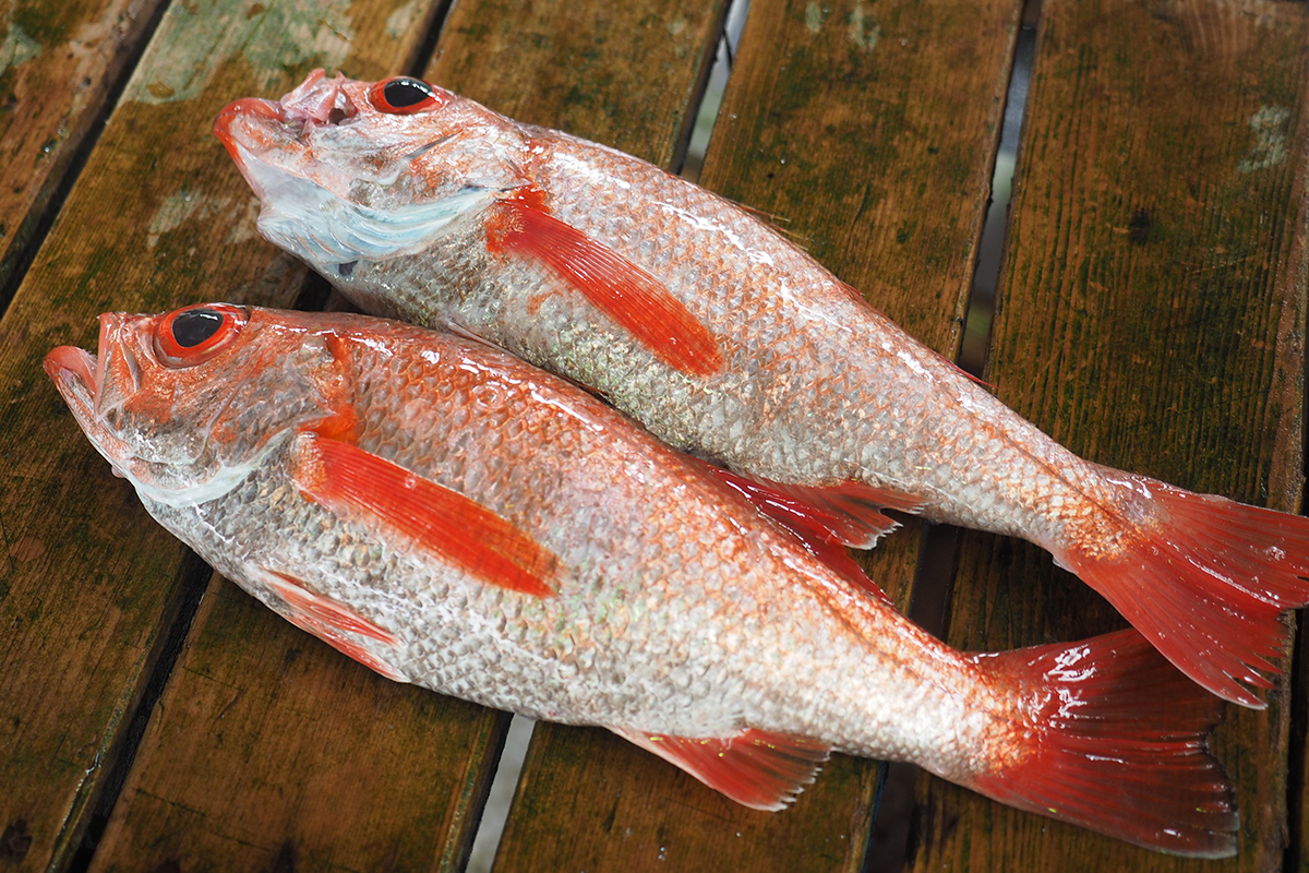 魚魯魚魯 旬の食材 アカムツ(のどぐろ)