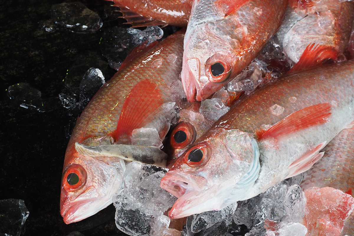 魚魯魚魯 旬の食材 アカムツ(のどぐろ)