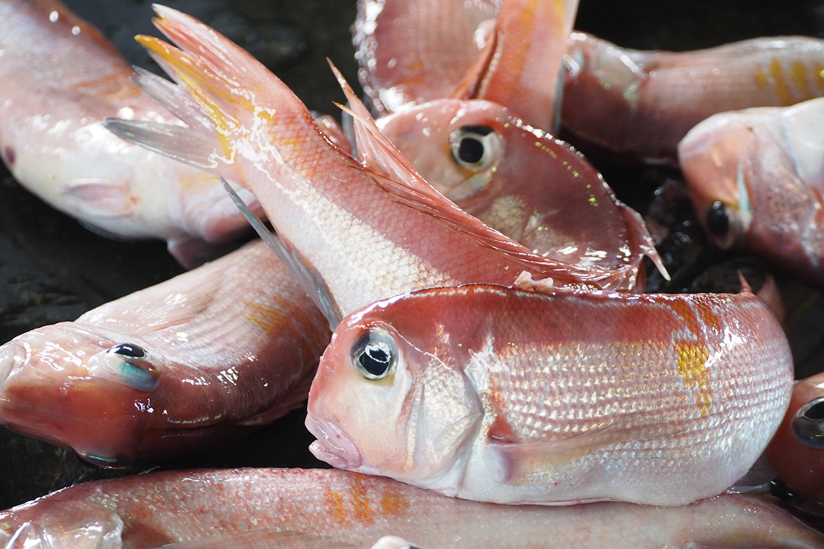 魚魯魚魯 旬の食材 アマダイ