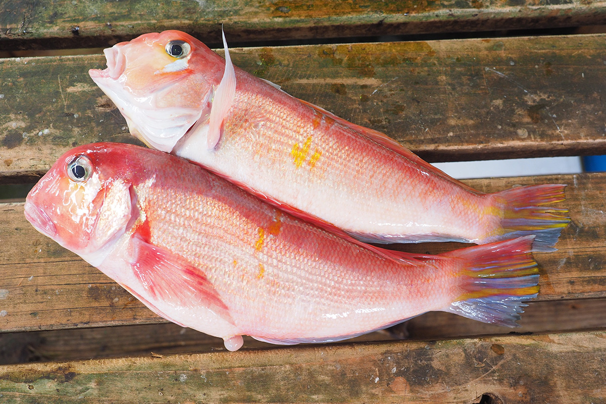 魚魯魚魯 旬の食材 甘鯛