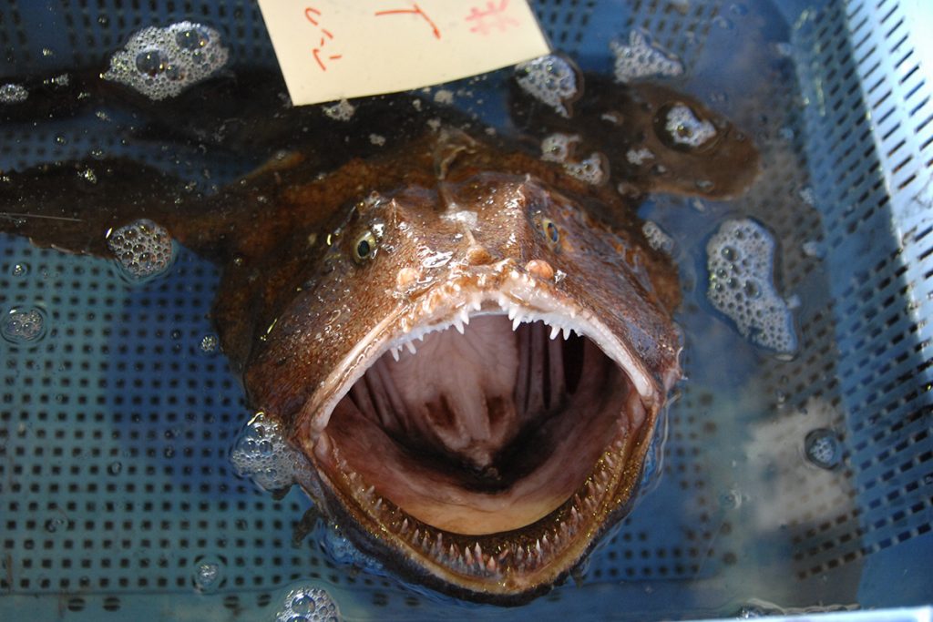 魚魯魚魯 旬の食材 アンコウ