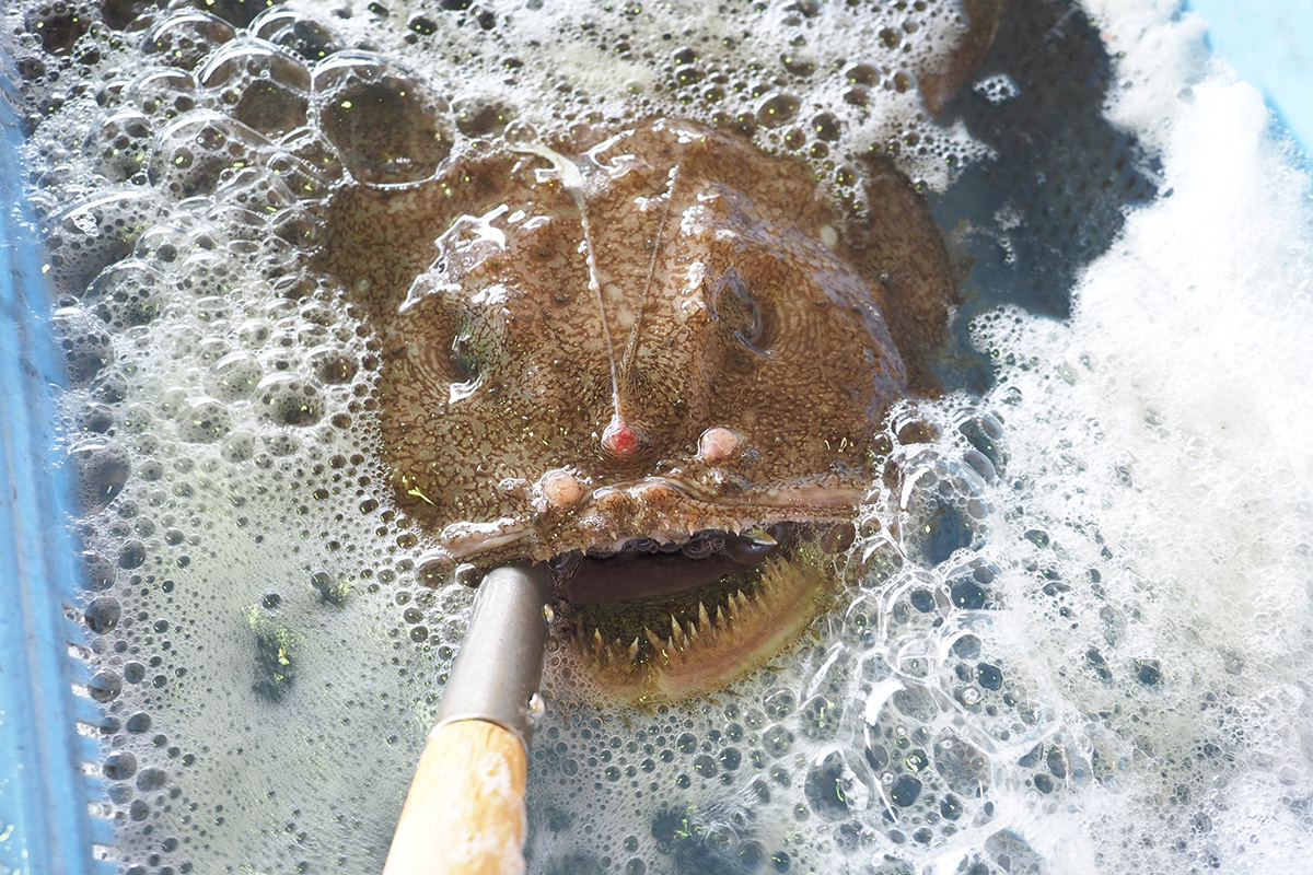 魚魯魚魯 旬の食材 アンコウ