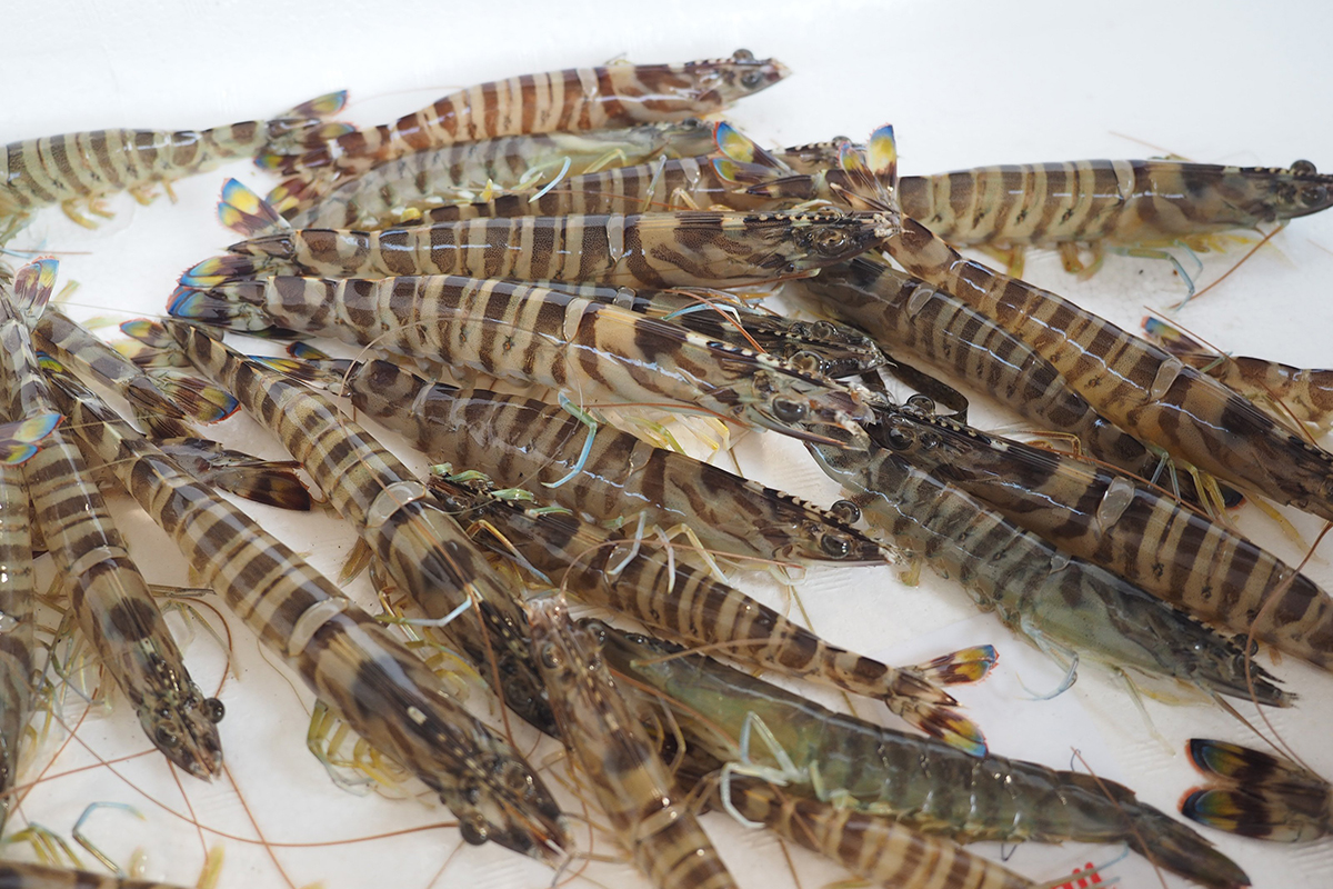 魚魯魚魯 旬の食材 クルマエビ