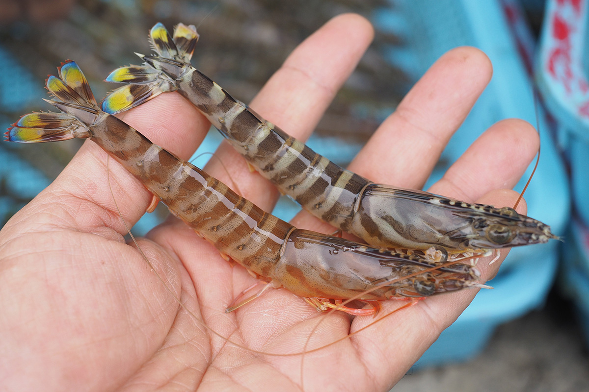 魚魯魚魯 旬の食材 クルマエビ
