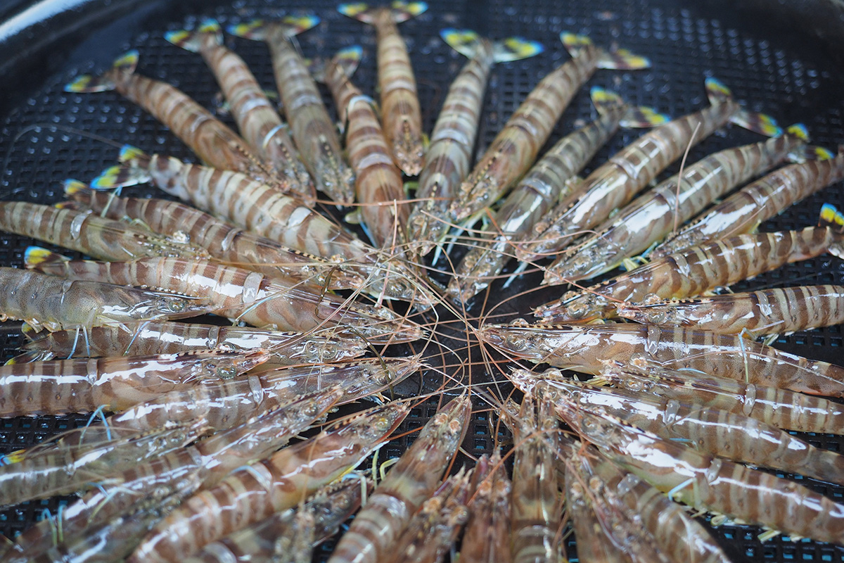 魚魯魚魯 旬の食材 クルマエビ