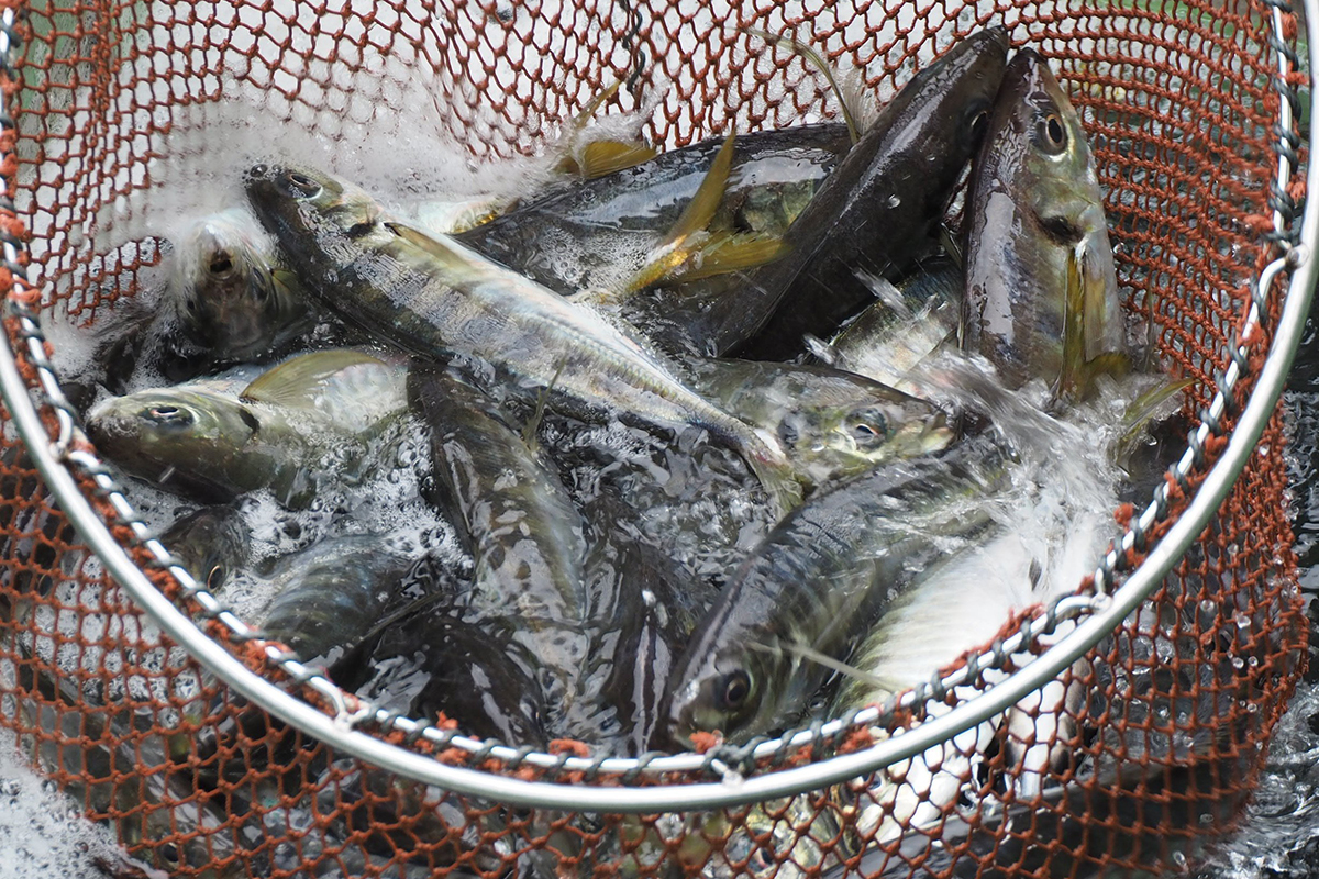 魚魯魚魯 旬の食材 マアジ