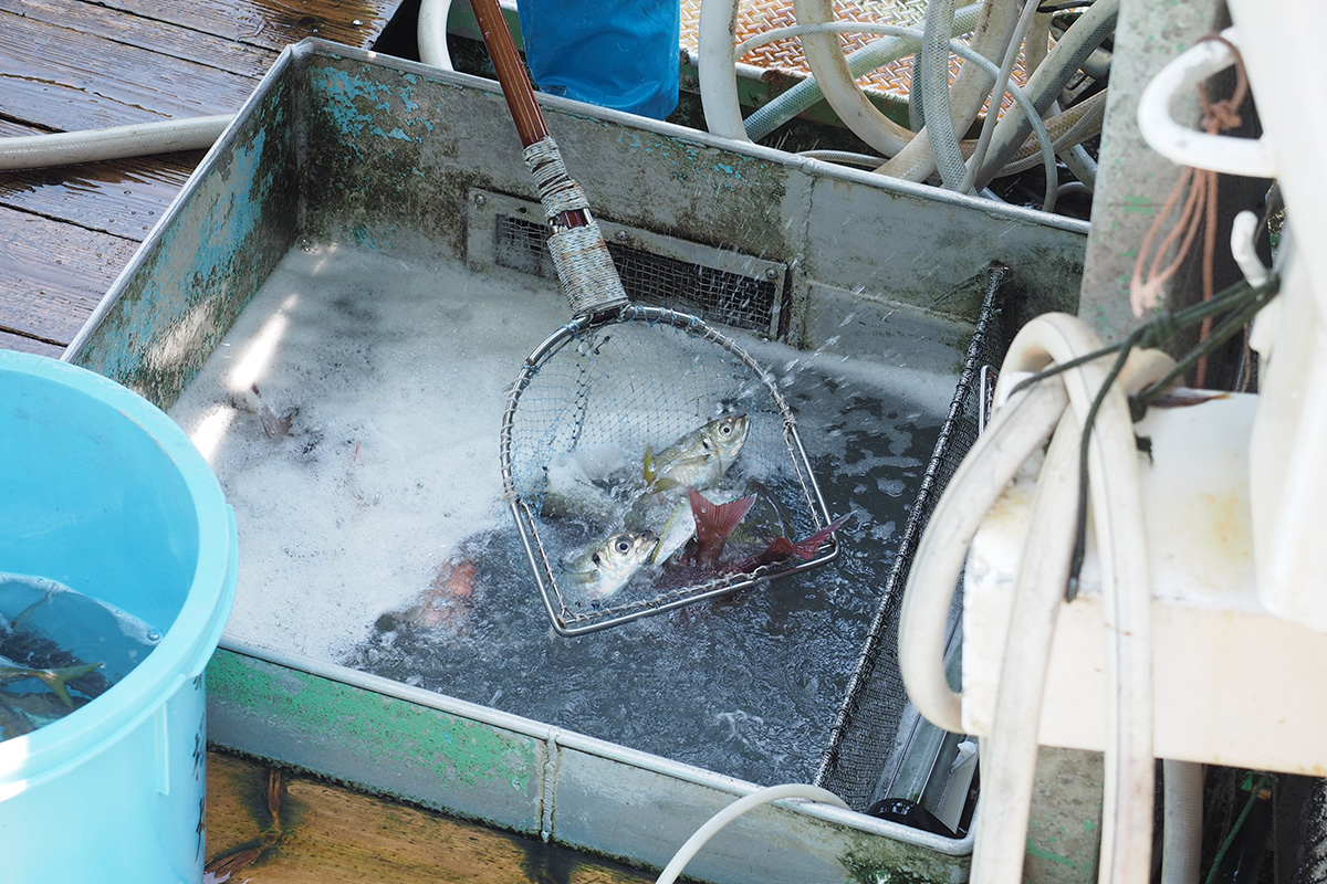 魚魯魚魯 旬の食材 マアジ