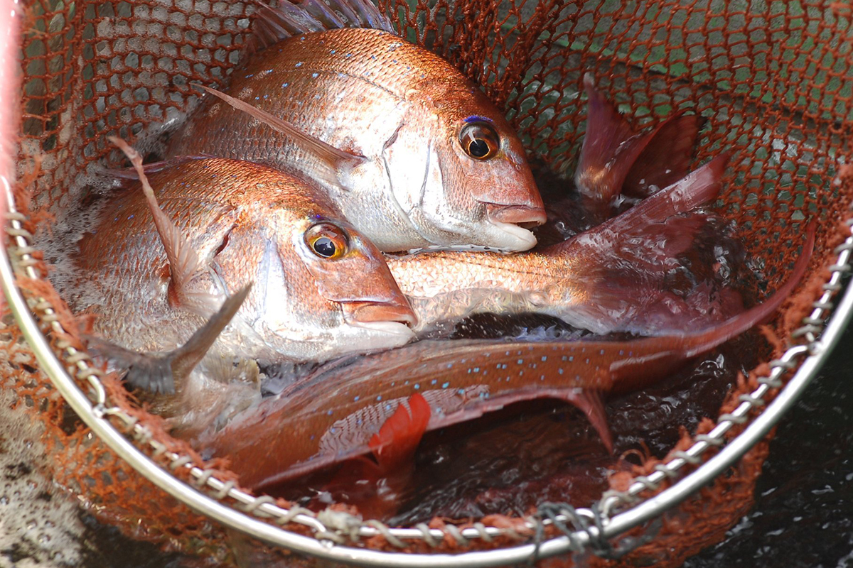 魚魯魚魯 旬の食材 マダイ