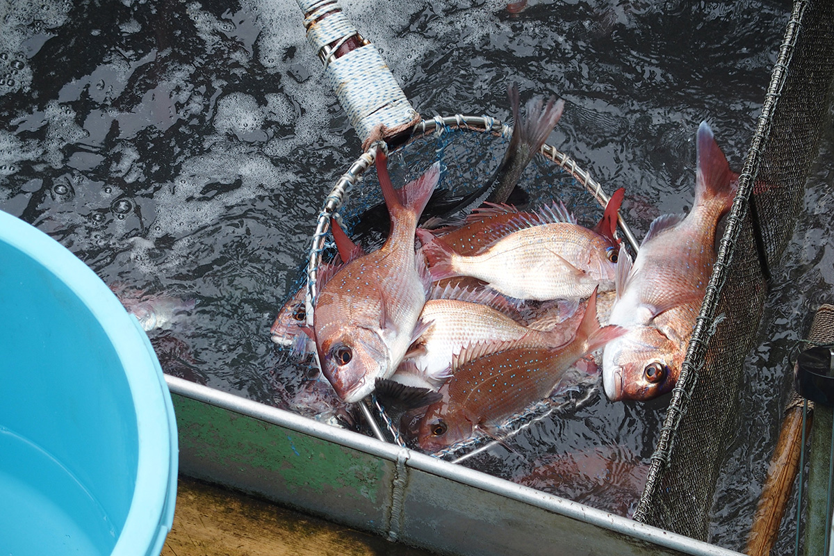 魚魯魚魯 旬の食材 マダイ