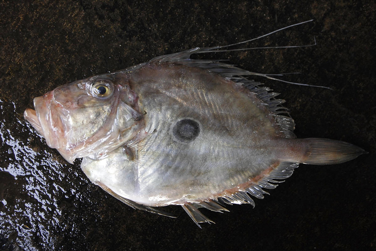 魚魯魚魯 旬の食材 マトウダイ