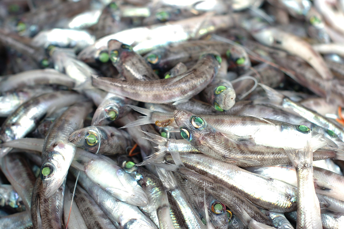 魚魯魚魯 旬の食材 メヒカリ