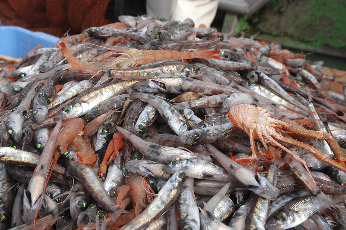 魚魯魚魯 旬の食材 めひかり