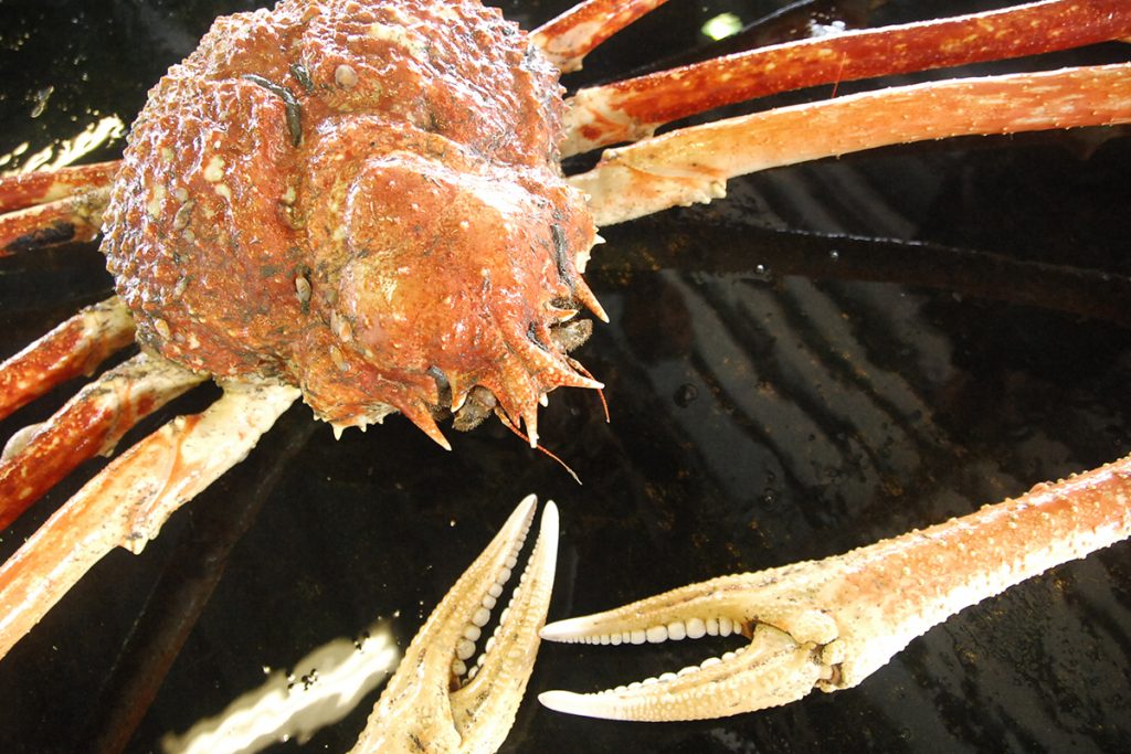 魚魯魚魯 旬の食材 タカアシガニ
