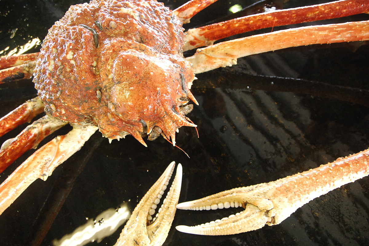 魚魯魚魯 旬の食材 タカアシガニ