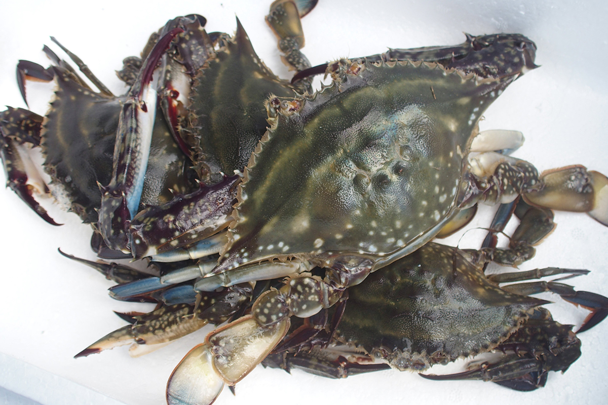 魚魯魚魯 旬の食材 ワタリガニ