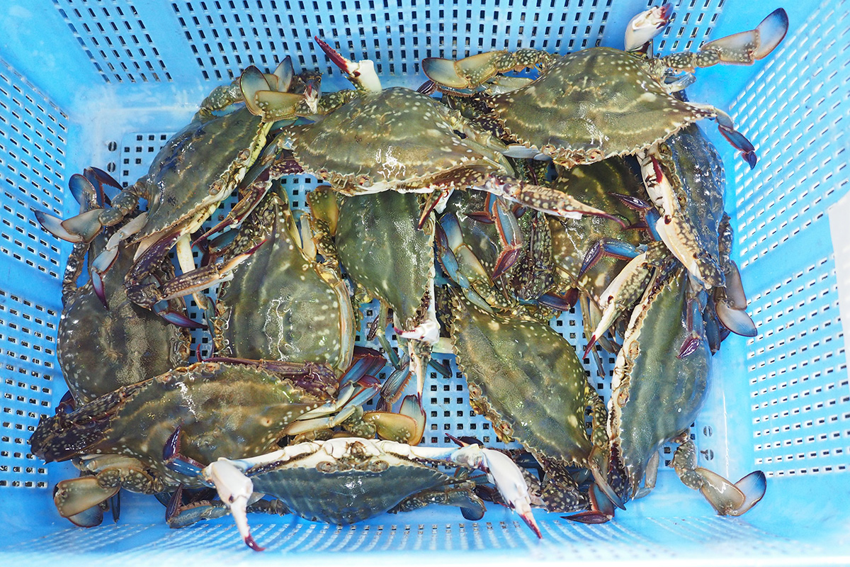 魚魯魚魯 旬の食材 ワタリガニ ガザミ