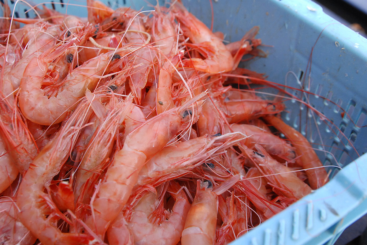 魚魯魚魯 旬の食材 アカスエビ