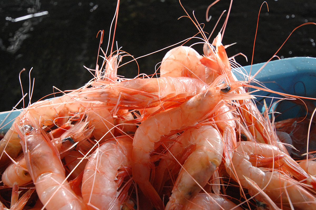 魚魯魚魯 旬の食材 アカスエビ